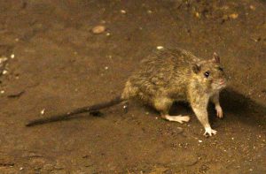 hantavirus-topo.jpg