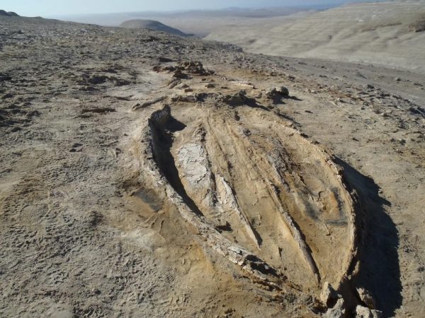 1-Balena-fossile-scoperta-nel-Deserto-di-Ica.-Credits_G.Bianucci-1-e1627315389419.jpg