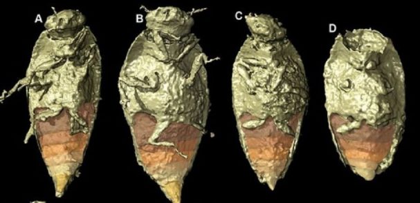 fossili_notizia-2-e1626276088928-1.jpg