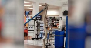 Giant-Snake-in-Walmart-CBS7.jpg