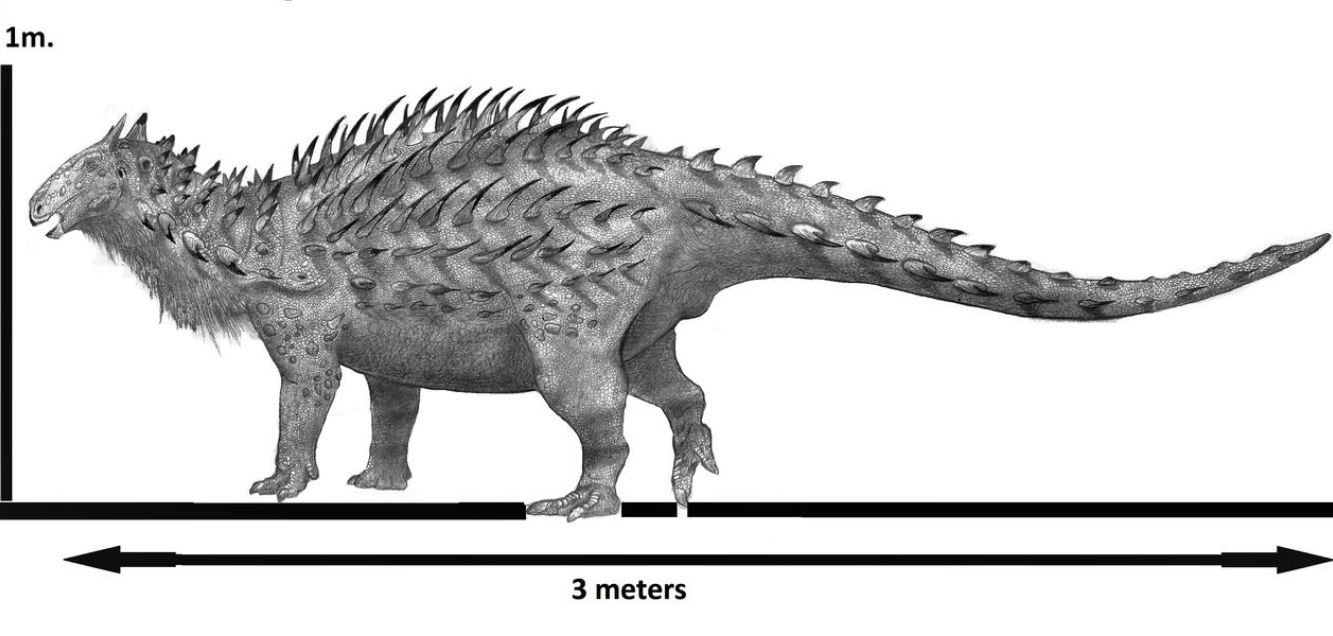 spicomellus-afer-1.jpg