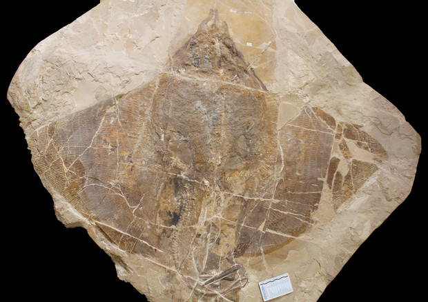 fossile-1.jpg