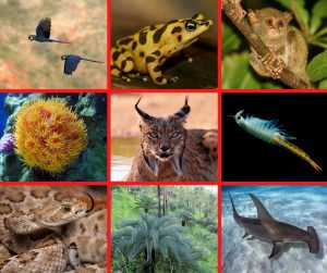 World-Wildlife-Day.jpg