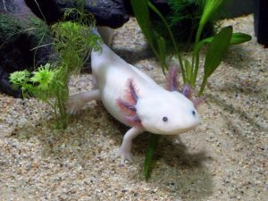 Axolotl.jpg