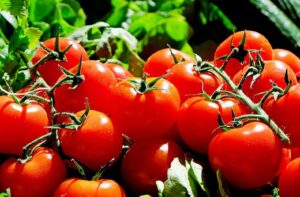 pomodoro biofortificato