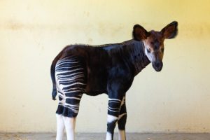 okapi.jpeg