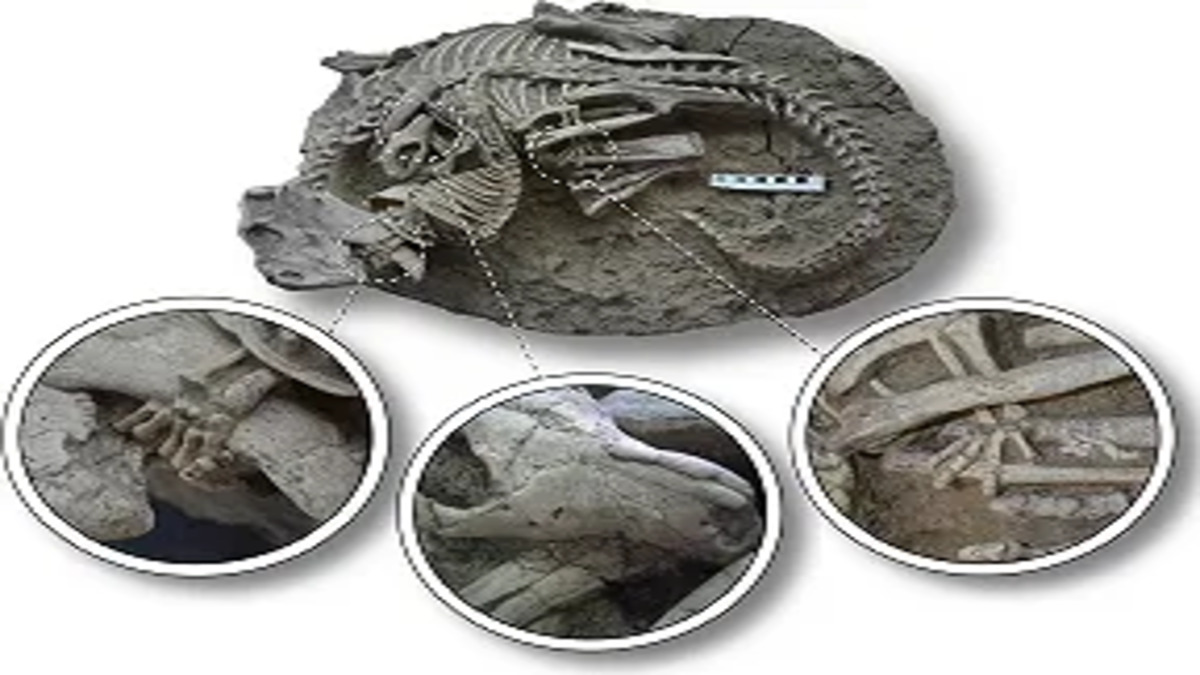 fossil-e1689762219706-1.jpg