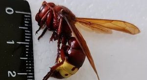 vespa-orientalis.jpg