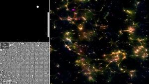 Brain-cells-grown-in-lab-play-Pong-after-just-five-MINUTES-of-training-1.jpg