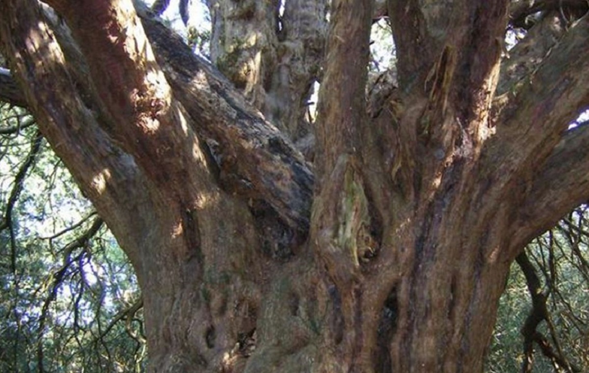 Diversi alberi millenari muoiono all’improvviso in circostanze misteriose