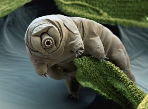 tardigrado.jpg