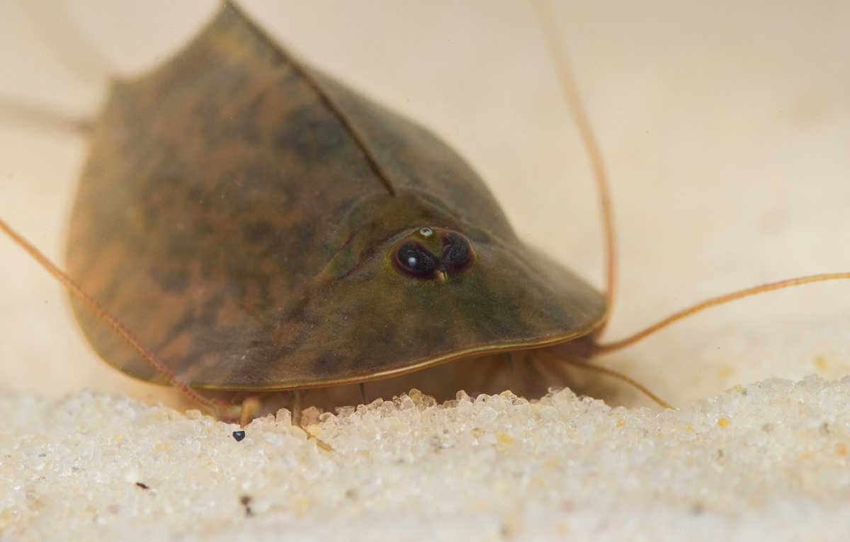 Triops cancriformis