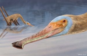 nuovo-pterosauro.jpg