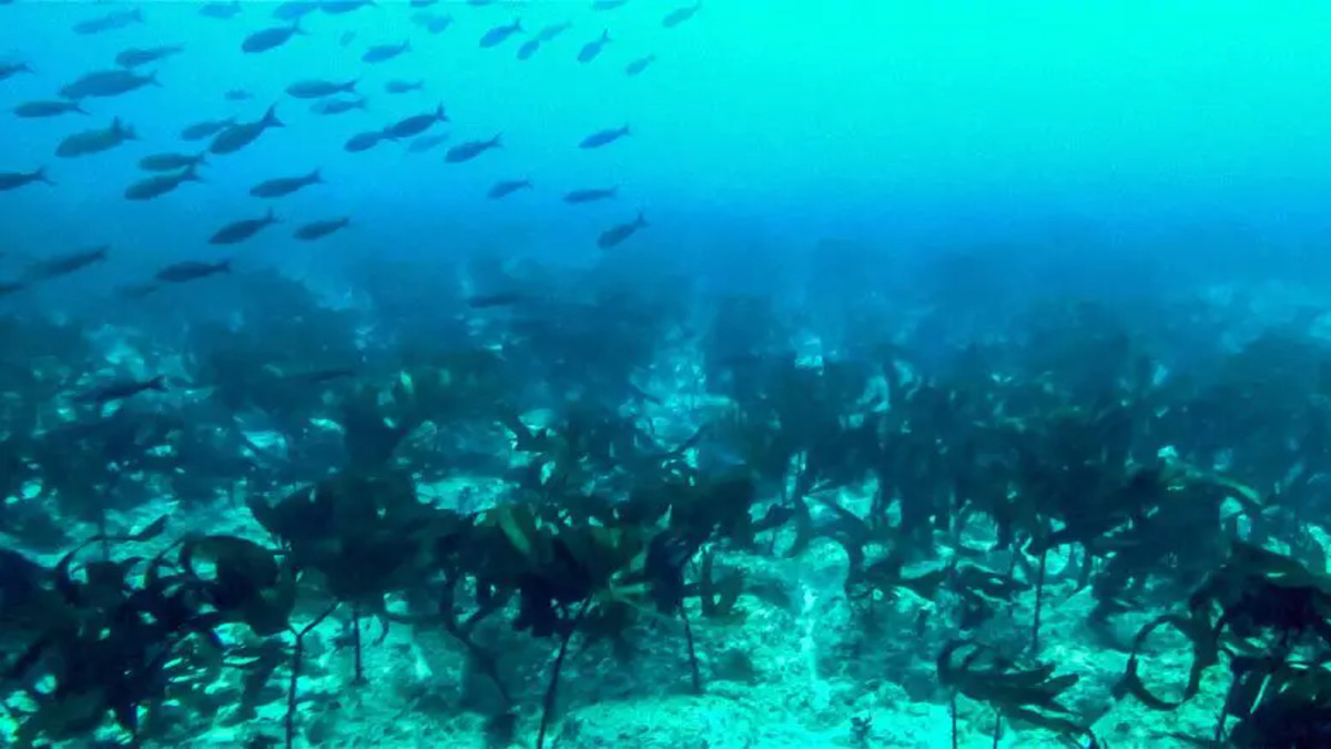 Tropical-Kelp-Forest-Discovered-in-the-Galapagos-Islands-777x518-1-1.jpg