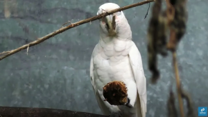 Uccelli-cacatua-usano-set-di-strumenti-vari-per-aprire-frutti-dal-guscio-duro-1.png