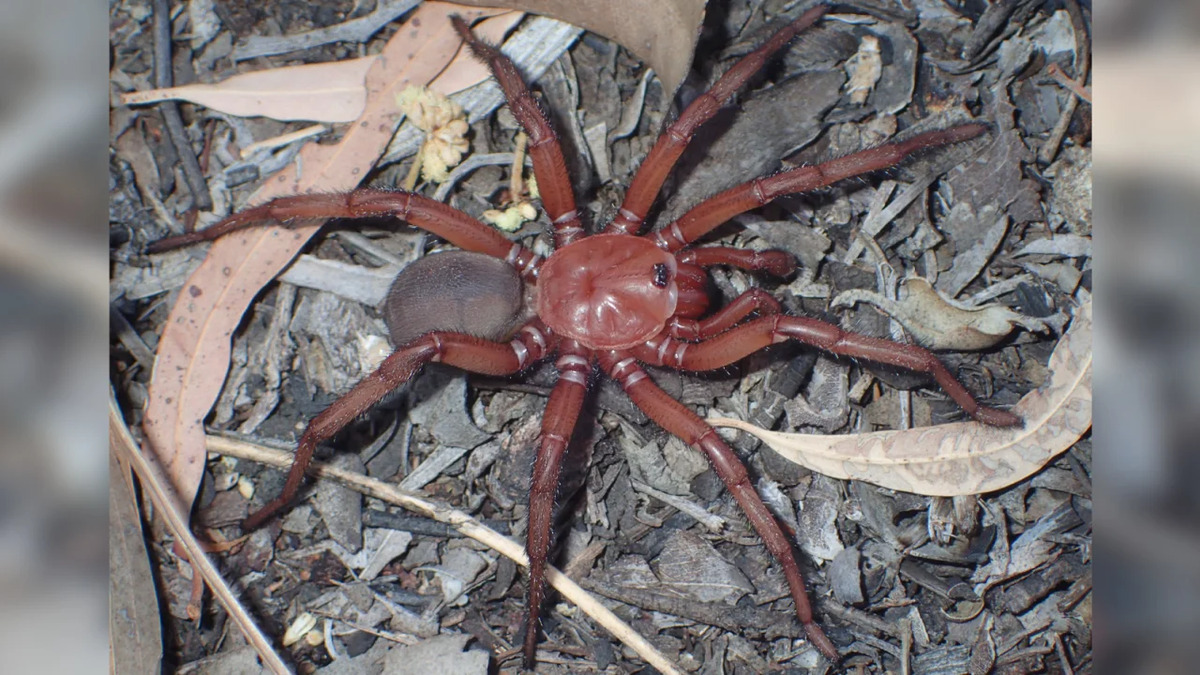 230321131801-trapdoor-spider-1-1.jpg