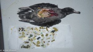 plastic-from-stomachs-birds-2-two-column.jpg.thumb_.768.768-642x429-1.jpg