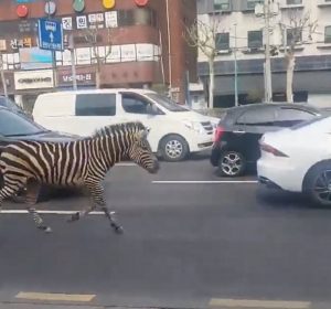 zebra.jpg