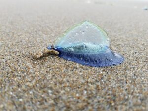 velella velella