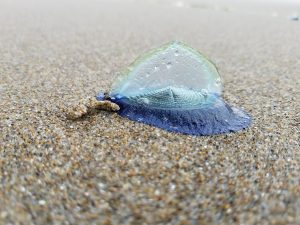 velella-velella.jpg