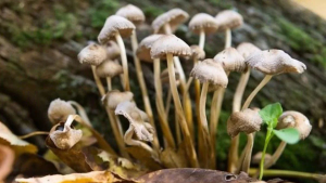 funghi-allucinogeni.png