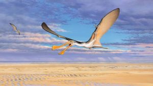 image_11962-Australian-Pterosaur-1.jpg