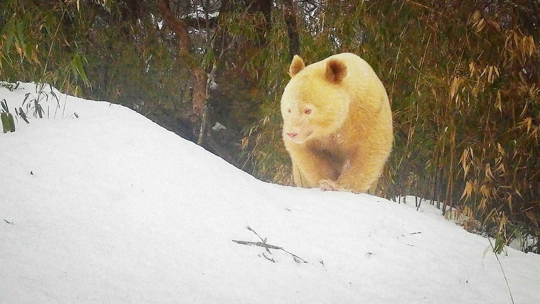 panda-albino-1.jpg