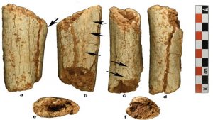 TibiaBoneFoundInLaosCave-1.jpg