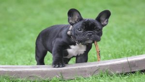 french-bulldog-1.jpg