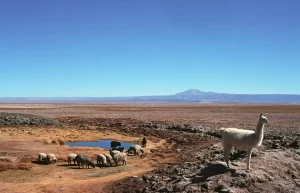 atacama-l.webp