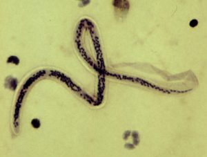 nematoda-permafrost.jpg