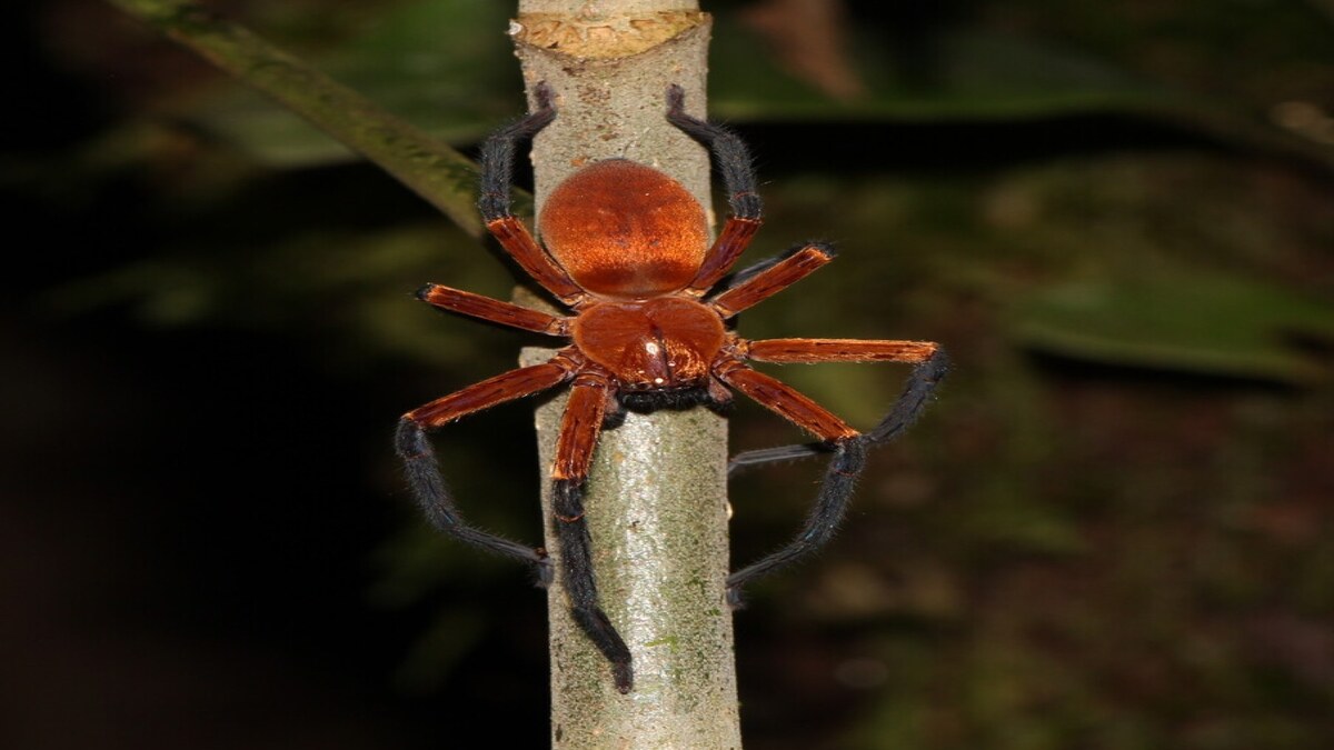 new-spider-species-sadala-rauli-1-1.jpg