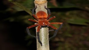 new-spider-species-sadala-rauli-1.jpg