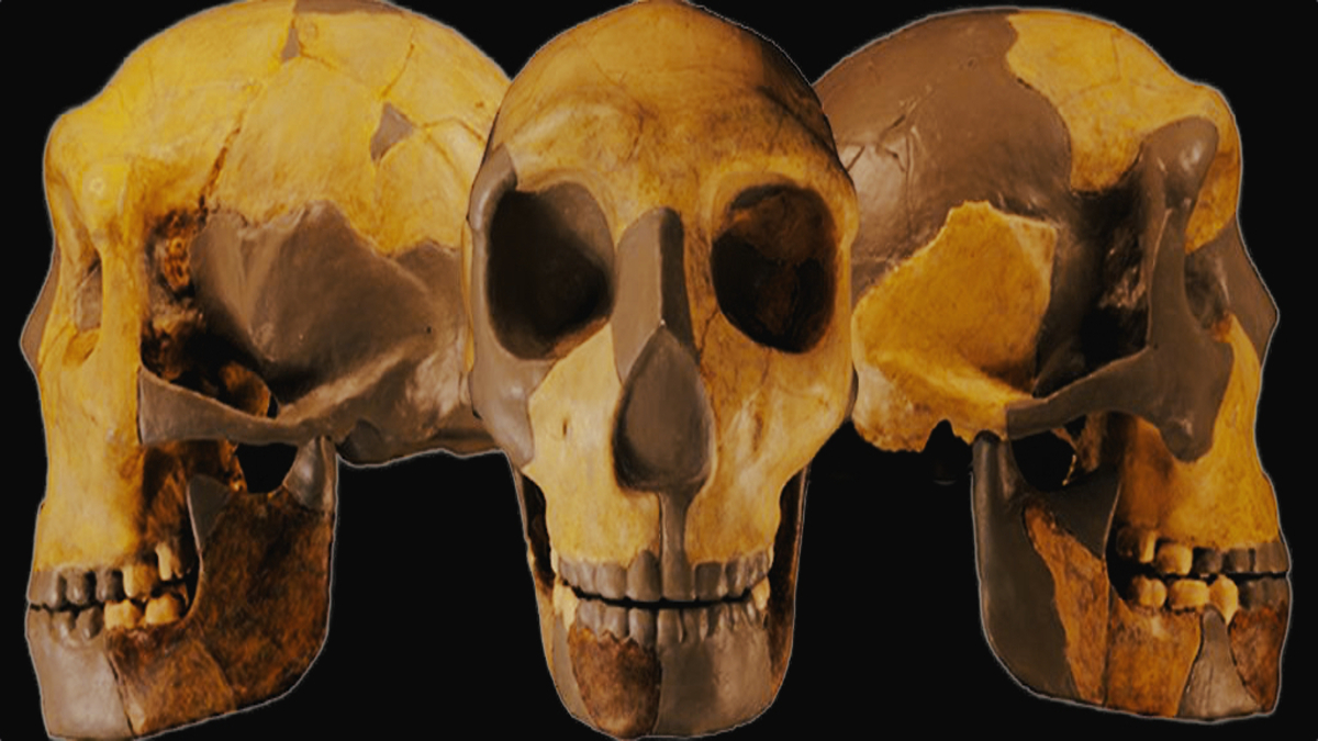 AncientHumanLineageSkull-1-1.jpg