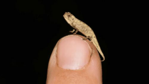 1611769140-world-s-tiniest-chameleon-m.png