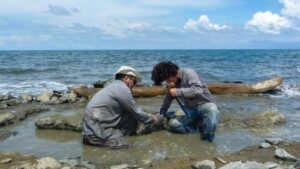 Fossile di guscio di tartaruga di 6 milioni di anni fa