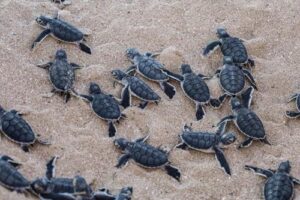 baby-sea-turtles-m.jpg