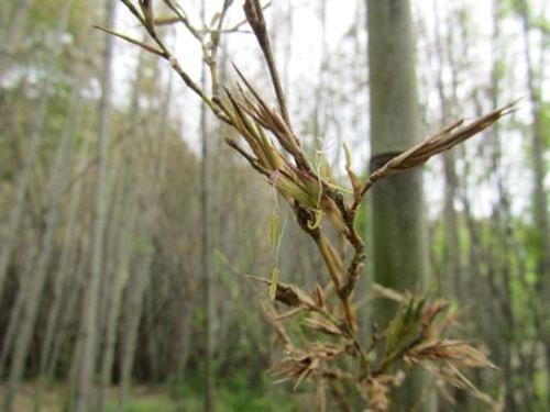 Il bambù sta per fiorire per la prima volta in 120 anni