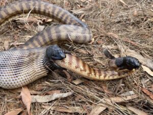 black-headed-python-eating-m.jpg