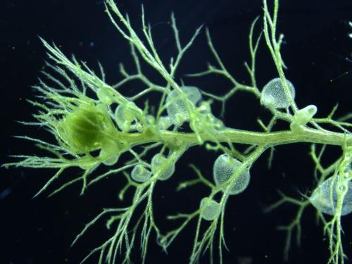 bladderwort-m-1.jpg