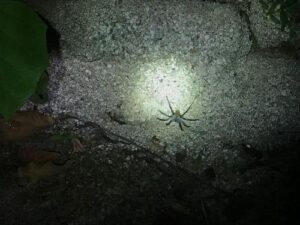 Califorctenus cacachilensis su una parete di una grotta con una luce di una torcia che brilla su di essa.