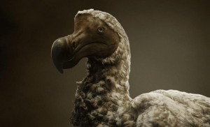 dodo-m.png