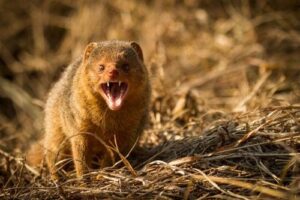 Mangusta nano che guarda direttamente verso la telecamera in modo arrabbiato con la bocca aperta mostrando i denti. Lo sfondo è costituito da erba secca.