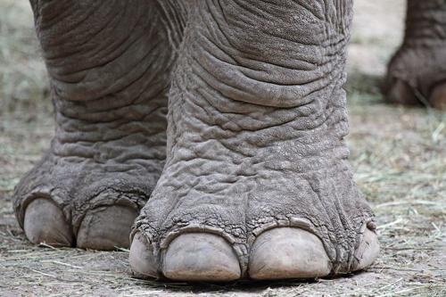 elephant-toes-m-1.jpg