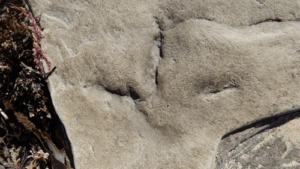 fossil-footprints-bird-australia-m.png