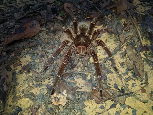 goliath-birdeater-m.jpg