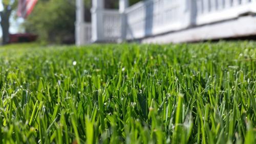 Primo piano di un prato verde brillante di fronte a una casa tipica americana sfocata con una bandiera.
