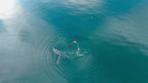 Balena gobba impigliata in una lenza da pesca, la lenza passa attraverso la bocca e attorno alla coda costringendo l'animale in una posizione curva innaturale. La foto del drone mostra anche le boe che si trascinano dalla coda.