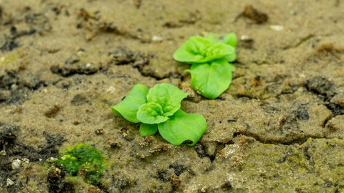 Due piccole piante, che crescono nel terreno.