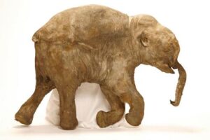 lyuba-the-woolly-mammoth-m.jpg